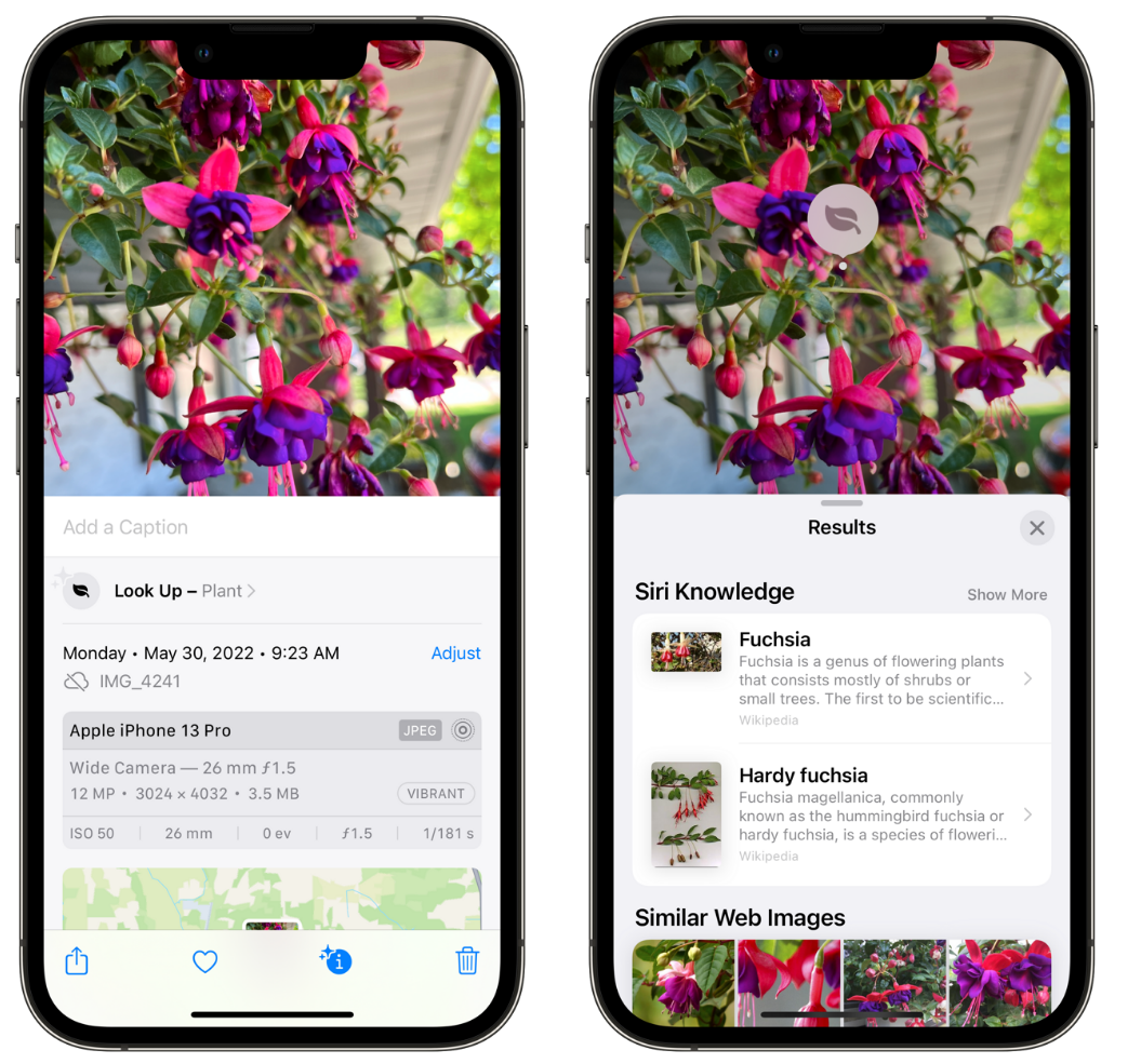 青湖路街道苹果手机维修分享小技巧：使用 iPhone 相机识别花卉植物 